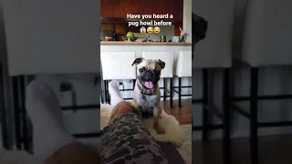 Puppy Pug howling 😍