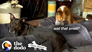 These Two Pitties Are ALWAYS Bickering  | The Dodo Pittie Nation