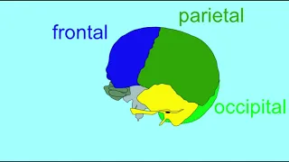 the OCCIPITAL BONE