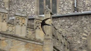 Common Swift filmed in super slow motion