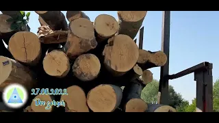 Ліс рубають . Що відбувається з лісами Львівщини ? / cut wood