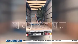 Грузчики за перевозку трех цветков потребовали 18000 рублей, а получив отказ - устроили погром