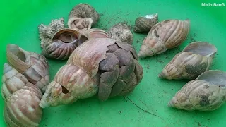 wow.. kelomang raksasa 😱, mencari dan menemukan kelomang besar, Umang-Umang Besar-besar, hermit crab