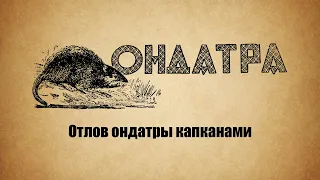 Отлов ондатры капканами