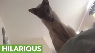 Hilarious cat wakes up owner every morning for breakfast