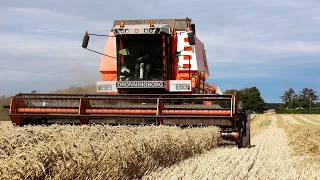 Dronningborg D9000 Jumbo harvesting wheat | Harvest Season 2023