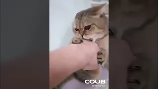 🤪Funny cat 🐈 Don't try to hold back Laughter 😸 Just look Funny Cats Life🤪