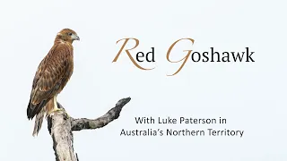 Adult Red Goshawk feeding juvenile in Northern Territory, Australia