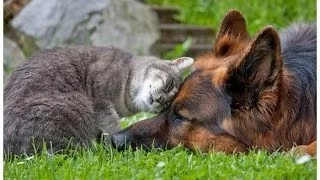 Как кошки и собаки дружат (2015) | Cats and dogs compilation