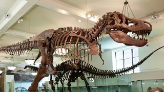 American Museum of Natural History NYC | city tour