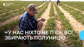 "У нас не п'ють, бо в кожному дворі є плантація полуниці": як у селі на Волині вирощують ягоди