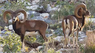 Urial Sheep Breed of Pakistan | Complete Documentary | Vlog