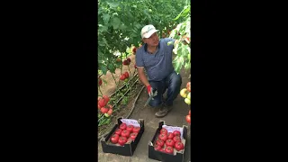 Лучшее от Seminis: розовоплодные томаты Мей Шуай и Пинк АйДи в мае