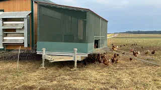 Ферма в Германии.Мобильный курятник,выгул,вопросы и ответы.