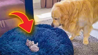Golden’s comical ‘showdown’ with kitten over bed scores 41M views