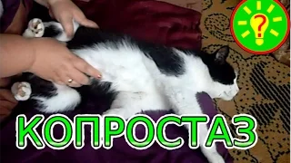 Копростаз у кота