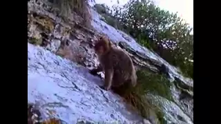 Gibraltar monkey bites me