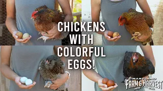 Farmers Breed Chickens with Colorful Eggs! | Maryland Farm & Harvest