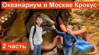 Океанариум Крокус Сити в Москве. Моря и Океаны. Куда сходить с детьми