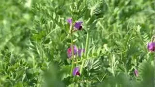 Cotswold Seeds First Hand: Vetch