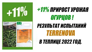 +11% ПРИРОСТ УРОЖАЯ ОГУРЦОВ. РЕЗУЛЬТАТ ИСПЫТАНИЙ TERRENOVA В ТЕПЛИЦЕ 2022 ГОД.