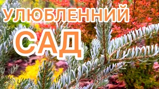 УЛЮБЛЕННИЙ САД. 🧡🌿 Труднощі і приємнощі.