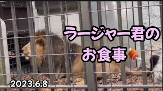 2023.6.8 ラージャー君の🍖🍖🍖#野毛山動物園#インドライオン #ラージャー