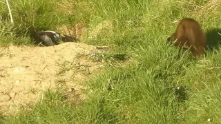 Pine Marten & Badger interaction