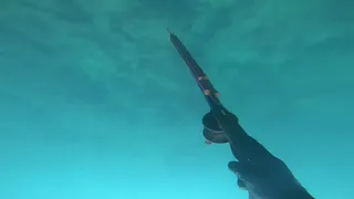 Spear fishing Israel Spanish mackerel