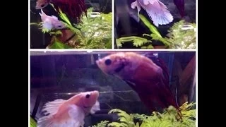 How to have 2 Male bettas in one tank "Corncob and Dumbledore"