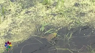 Царевна лягушка. Frog are singing. Лягушка поёт. Живая природа. Лягушачьи трели.