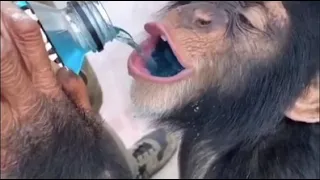 Monkey drinking da Powerade
