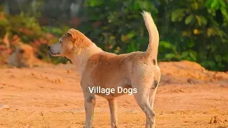 Amazing Good Rural Dogs !! Dog Meeting for the Summer Season in Village  Village Dogs