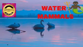 AQUATIC MAMMALS Names and Sounds for Kids to Learn | Learning Aquatic Mammals for ChildrenII 2021