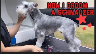 HOW I GROOM A SCHNAUZER 😊