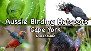 Birding Hotspot Special - Cape York, Queensland.