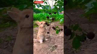 Mr Cute🐇#rabbit#bhuviloka#viral#shorts#animals#cute  animals love viral shorts