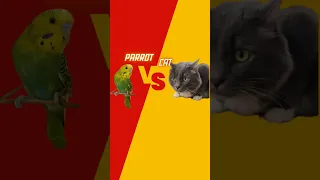 Parrot vs cat #funny #parrot #cat #funnyanimals