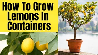 How To Grow Improved Meyer Lemon In Pots | Step By Step