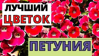 Почему ПЕТУНИЯ лучший цветок моего сада?