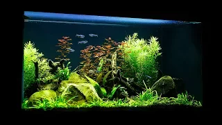 Non-CO2 Budget Aquascape - Maintenance and Update