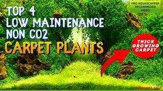 TOP 4 THICK GROWING CARPET PLANTS without CO2 | NO CO2 Carpet Plants | Unique Aquarium Carpet Plants