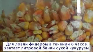 Как приготовить кукурузу для прикормки?