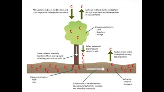Is soil carbon sequestration the answer to increasing CO2 levels?