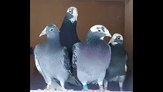 Winning in Pigeon Racing  Ep.1 BREEDING (tips and advice)