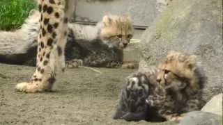 可愛い！チーターの5つ子（多摩動物公園）