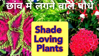 Shade Loving Plants / Shade Loving permanent plants / Shade Loving Flowering Plants /Priya Gardenhub