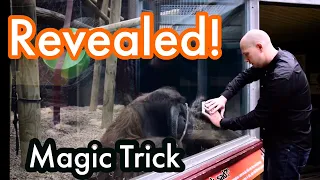 Magic Trick Revealed! Orangutan and Magician
