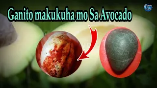 Ganito makukuha mo sa Avocado| KEVIN TV FACTS