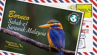 Tropical Birding Virtual Birding Tour to Borneo (Sabah & Sarawak Malaysia) by Ken Behrens